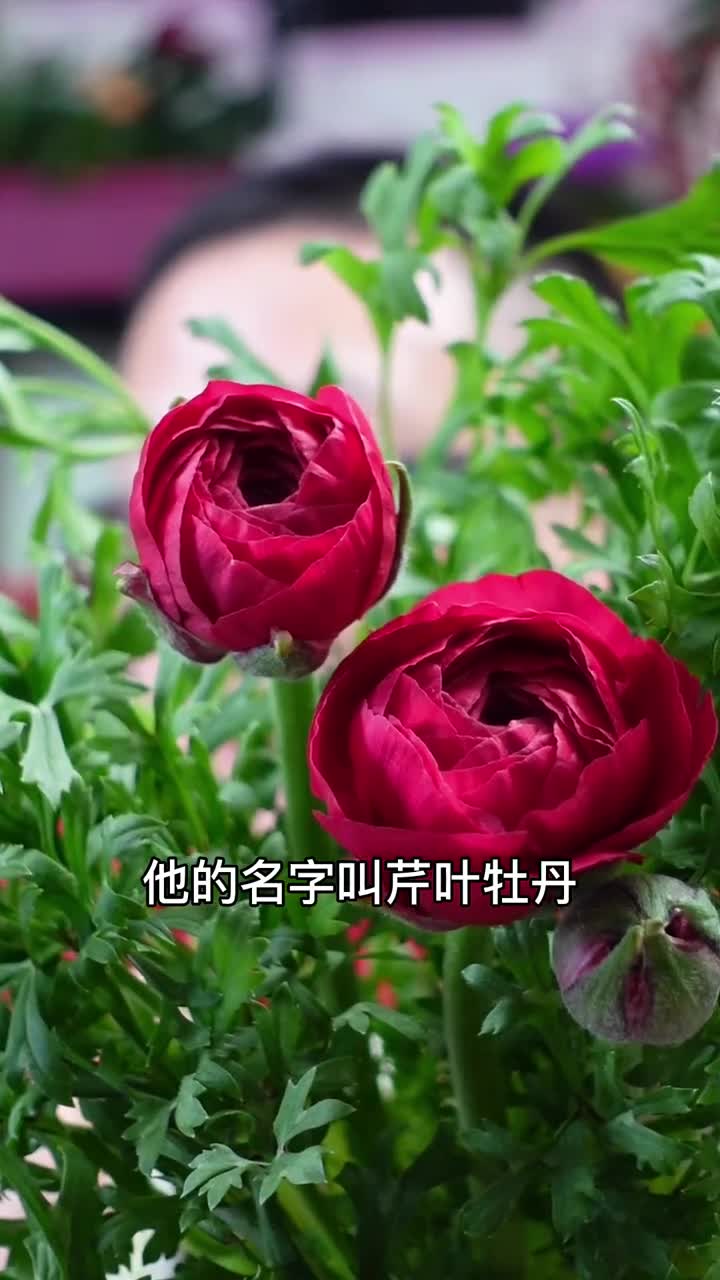 花开似牡丹叶子像茼蒿,名叫花毛茛,可惜不能吃花卉绿植#我要上热门