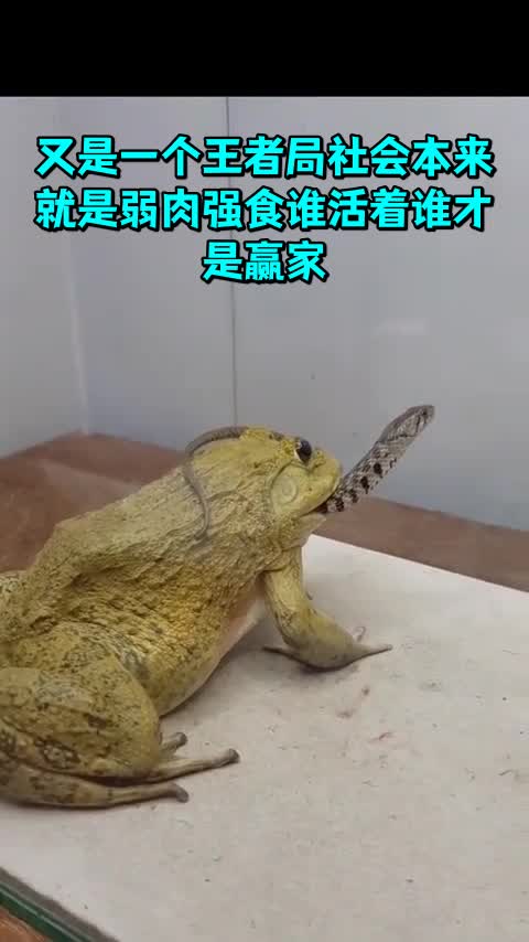 又是一个王者局社会本来就是弱肉强食谁活着谁才是赢家