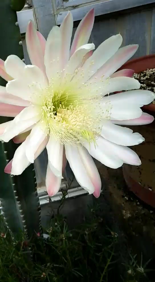 量天尺仙人柱开花