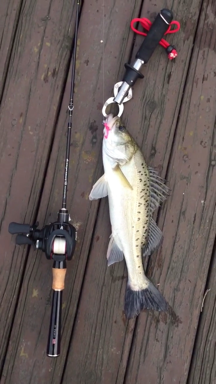 路亚#解锁路亚新鱼种,七星鲈鱼