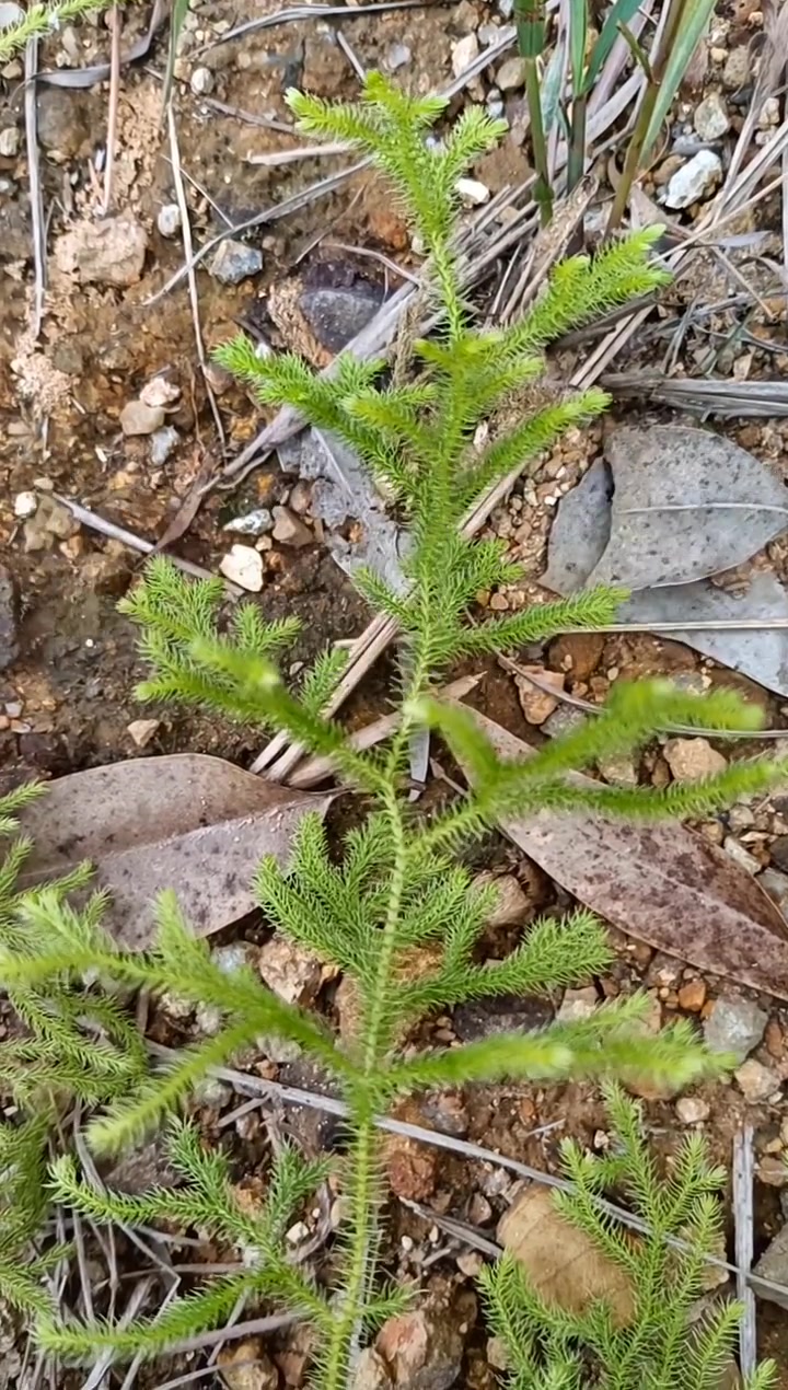 万物生长伸筋草