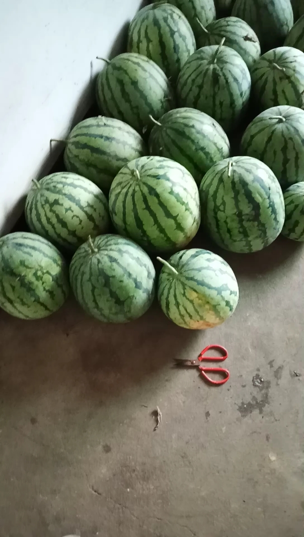 家里种的西瓜又大又甜.点个赞,谢谢!