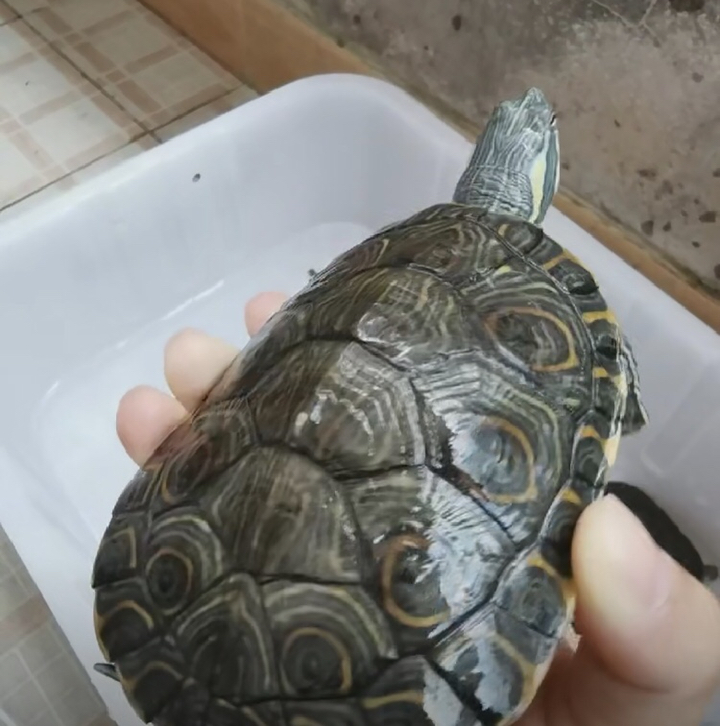 养龟#大河甜甜圈龟亚成全品,10cm,指甲都在身上不带伤,颜色鲜艳