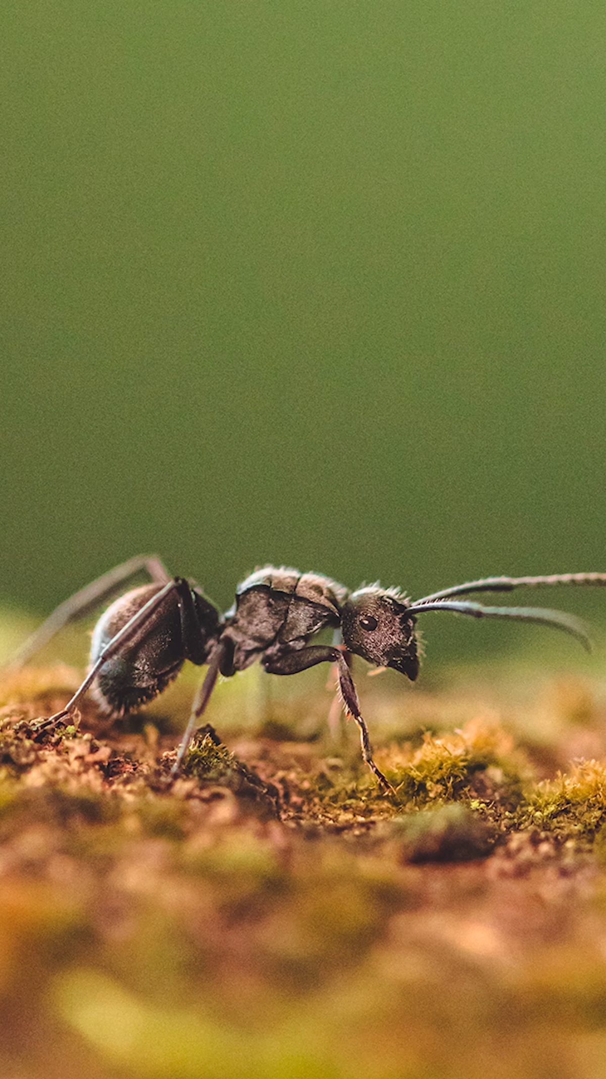 世界上最可爱的蚂蚁图片