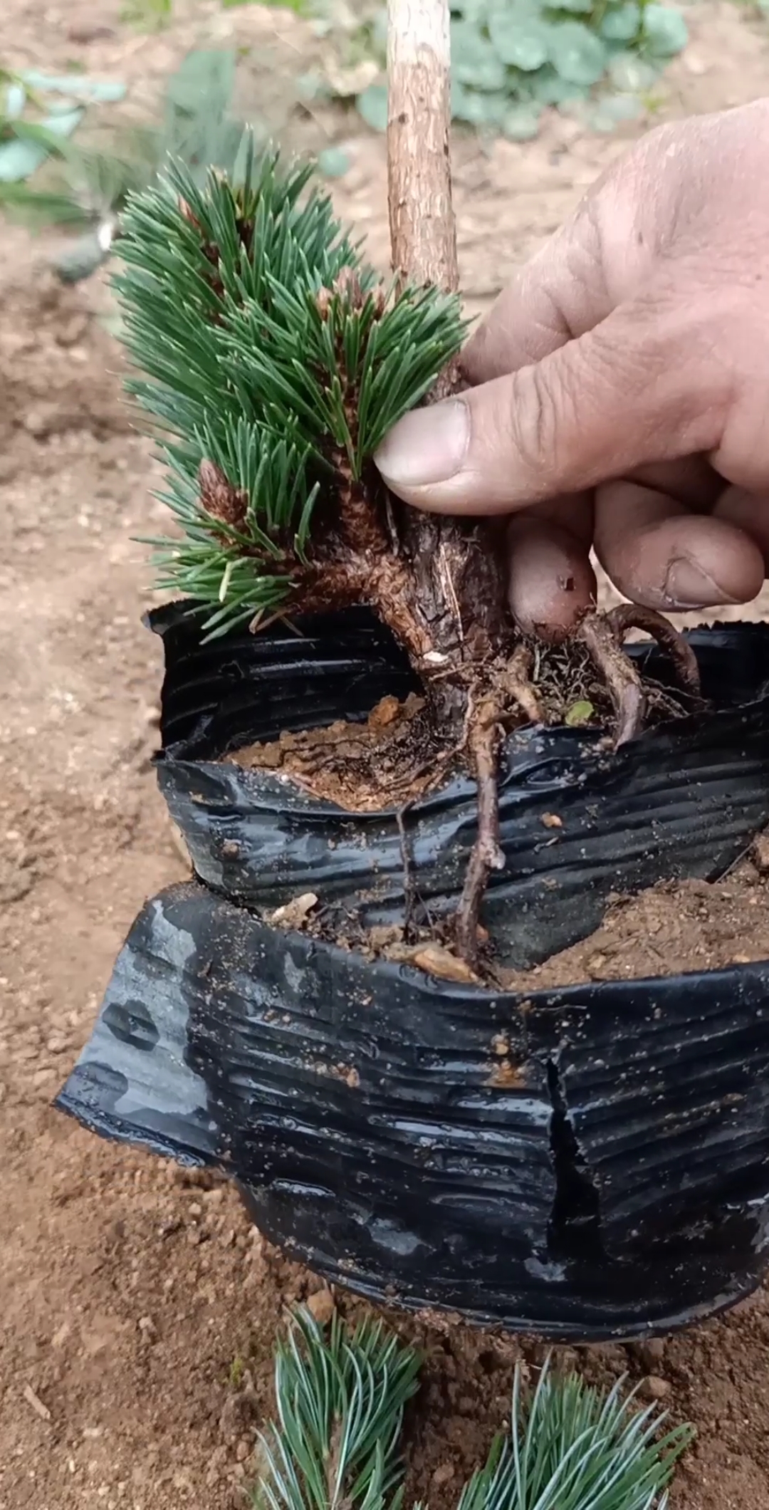 嫁接技术#黑松腹部嫁接五针松,最佳季节是春季,你学会了吗?-度惺佑