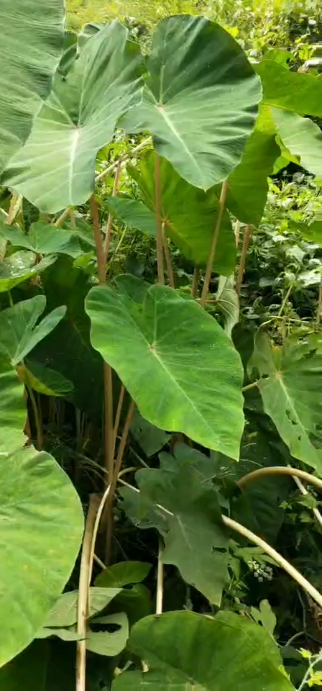 看到一片野生芋头,我们这最喜欢吃这杆,又软滑又爽口