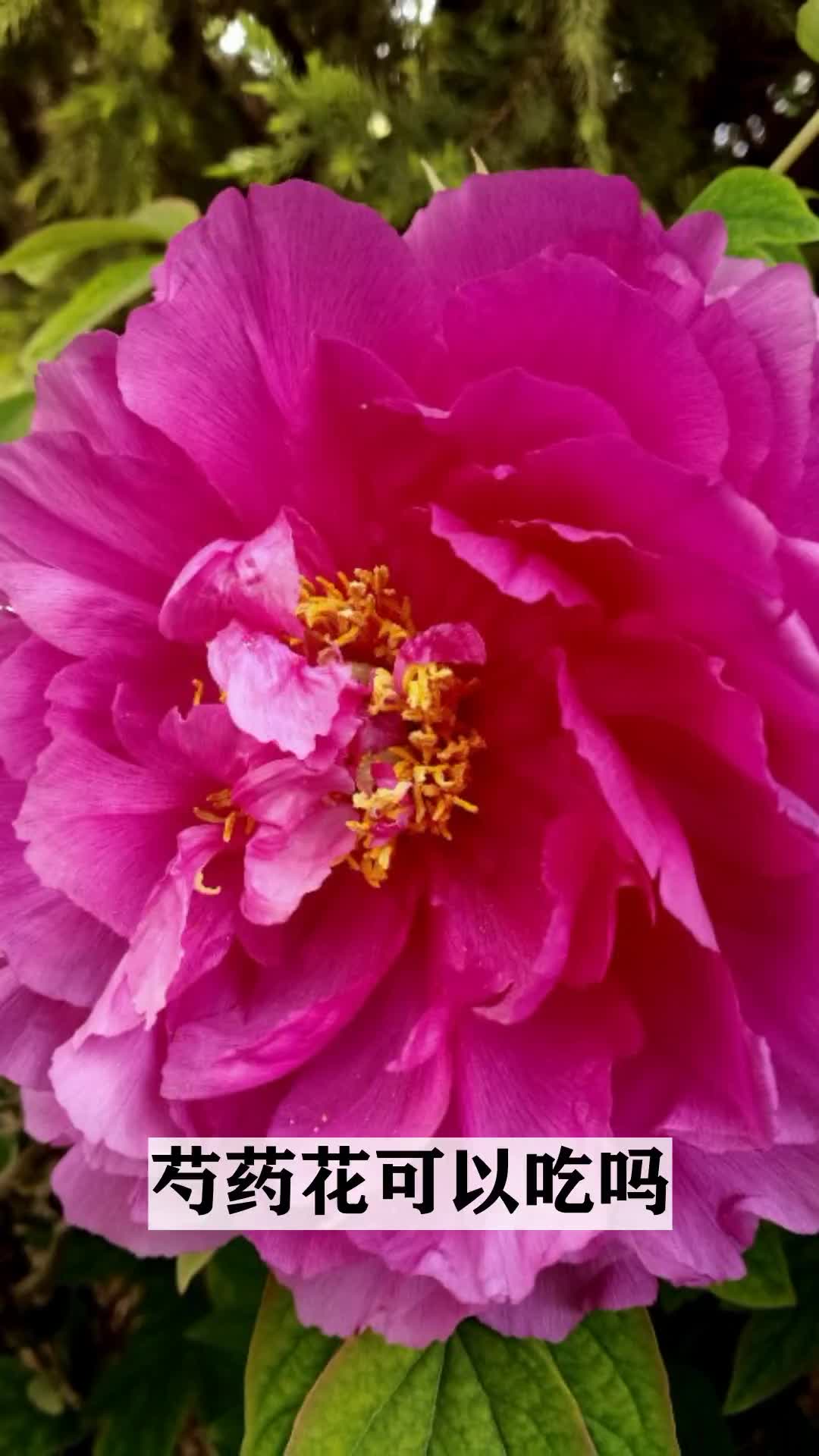 教学植物小知识,芍药花可以吃吗-度小视