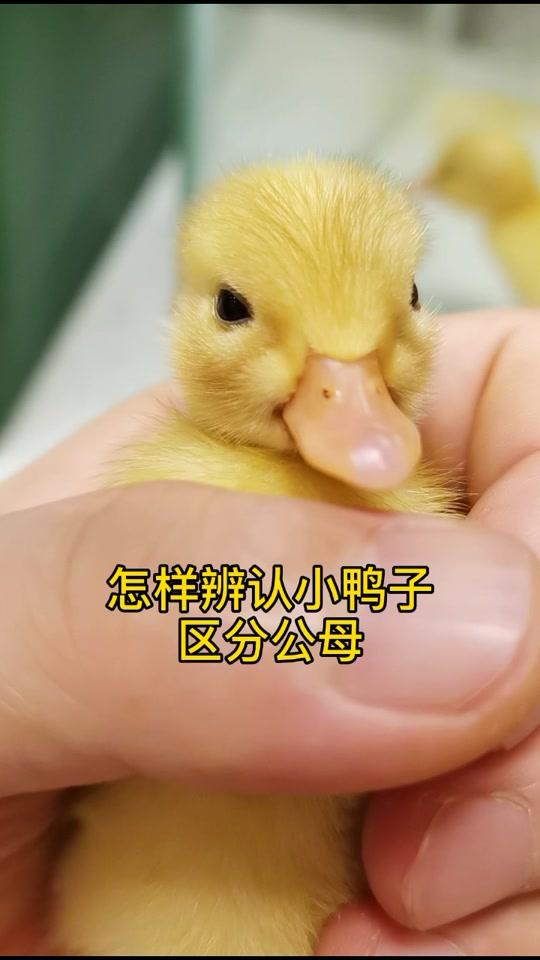 区分小鸭子公母辨认我俊哥教会我的俊城哈哈豆花豆苗