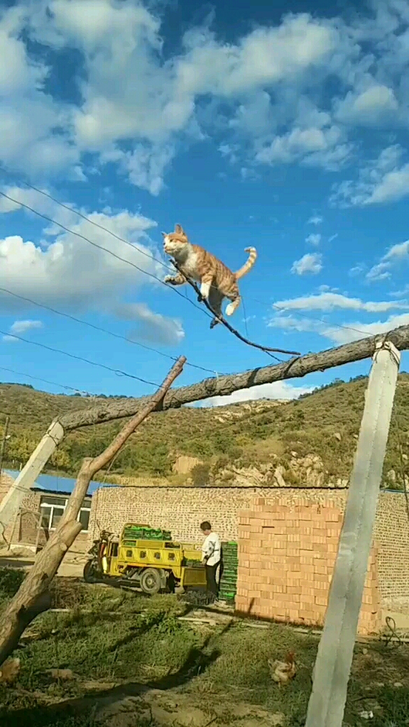为了吃条鱼,猫咪走钢丝 这是拼了命啊!