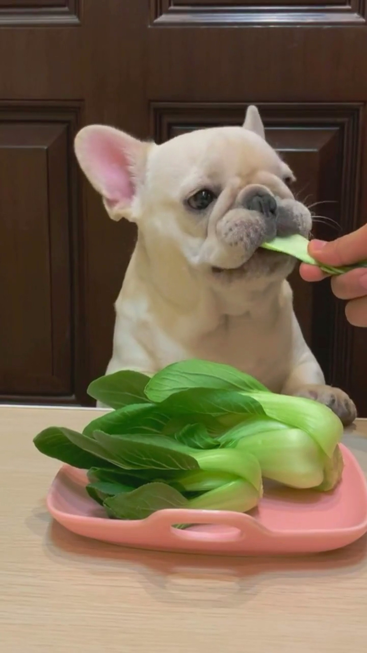 你喜欢的样子我都有#这是一条蔬菜狗