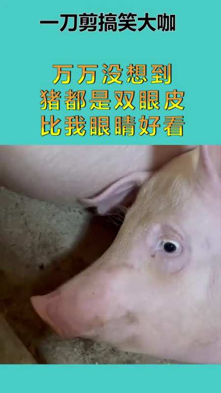猪都是双眼皮,比我眼睛好看