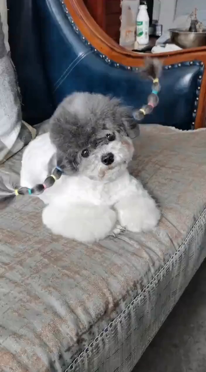 搞笑视频#牛年,我们扎个牛气冲天的辫子