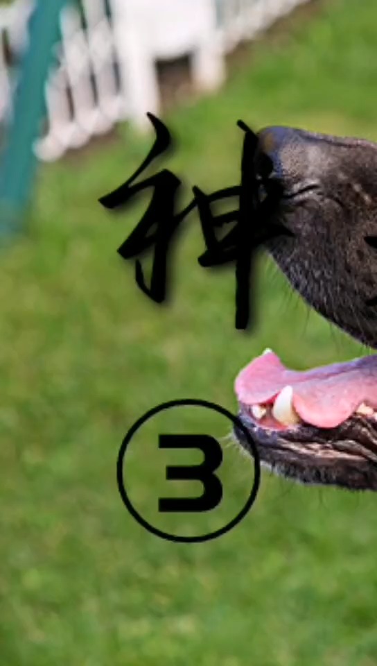 神犬来袭#飞虎终于被信任结果让大家很满意