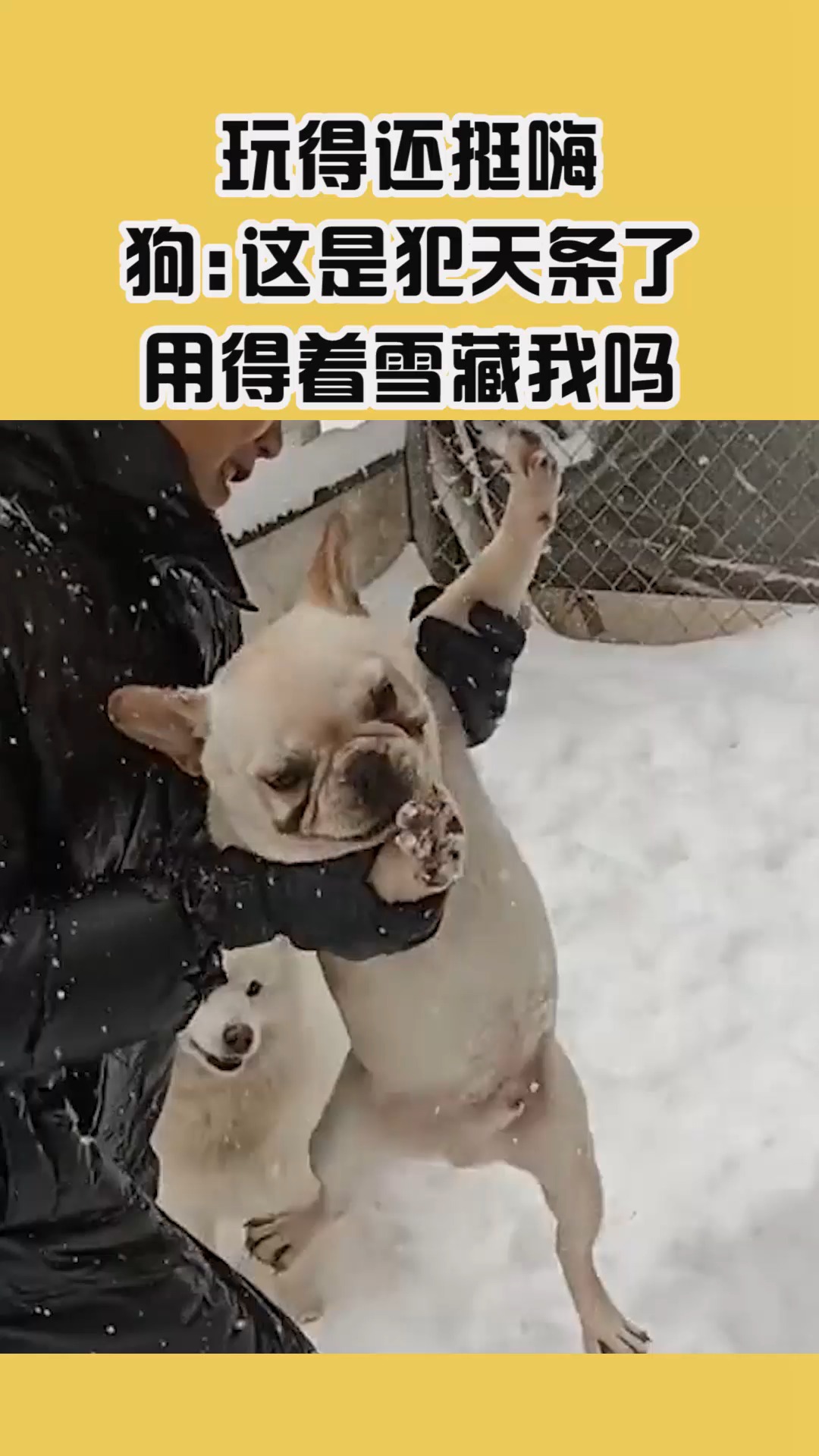 我要上热门#玩得还挺嗨,狗:这是犯天条了,用得着雪藏我吗