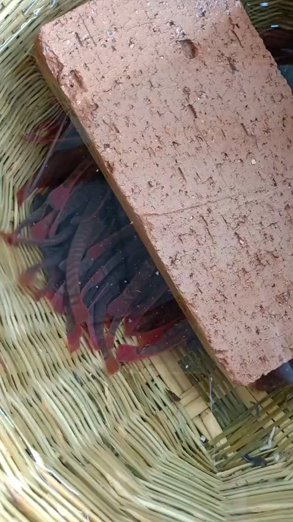 红尾腹鳅现在这鱼太少了