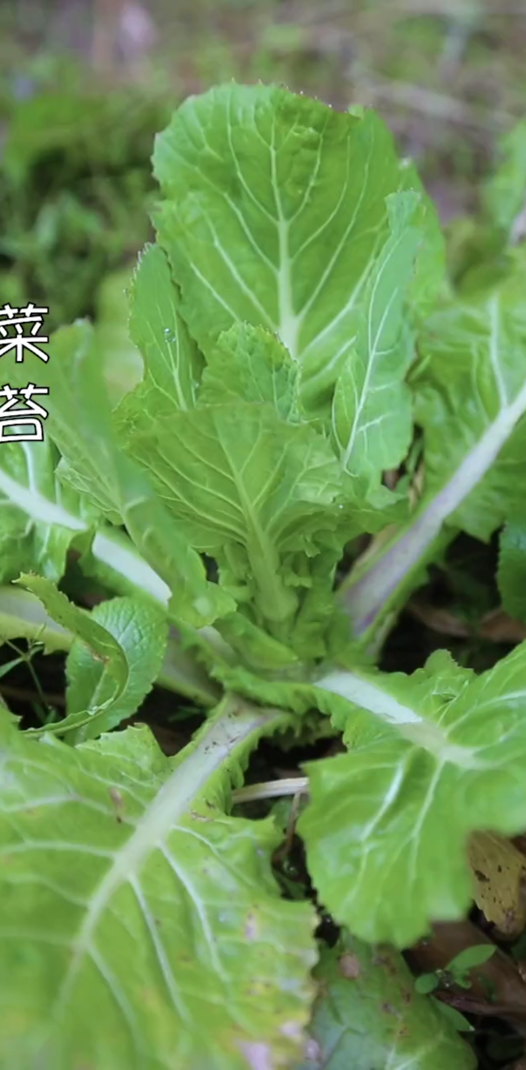 美食看中国#过年大鱼大肉,霉豆渣菜苔汤反而是饭桌上抢手菜!-度小视