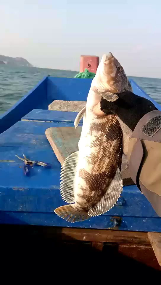 钓上大黄鱼一尾