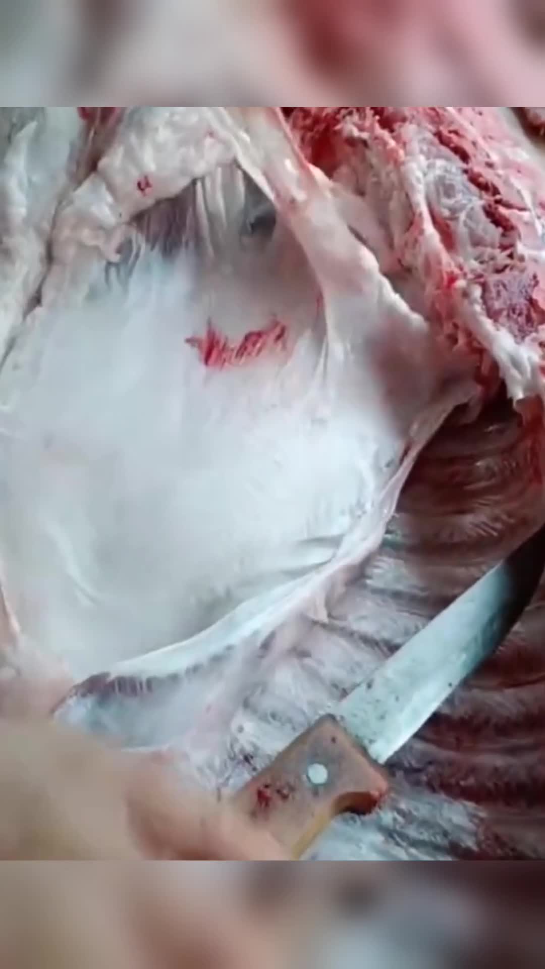 终于知道腰子,为什么总有个刀口了,原来都是这样割出来的!