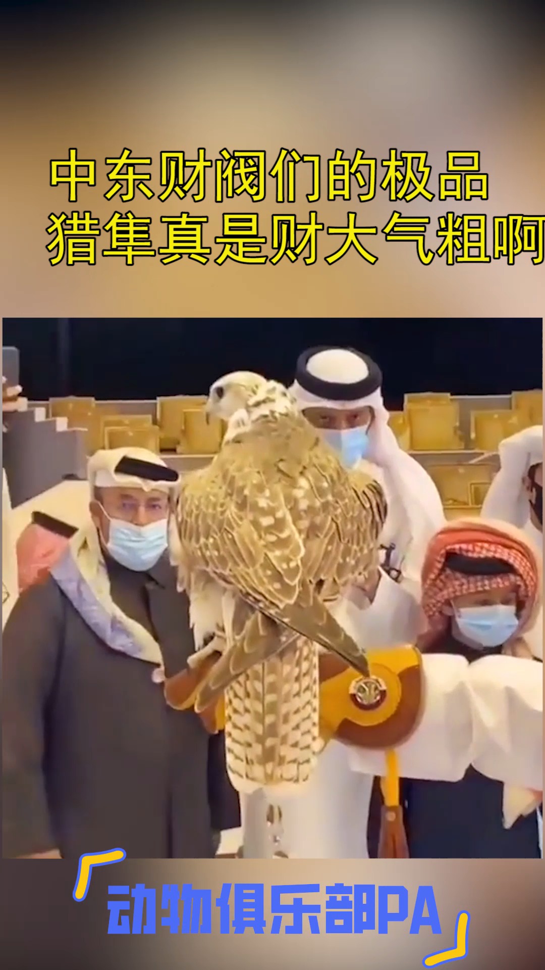 中东财阀们的极品猎隼真是财大气粗啊