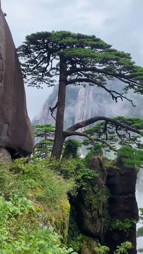 黄山迎客松是全世界唯一一颗由专人24小时保护的松树