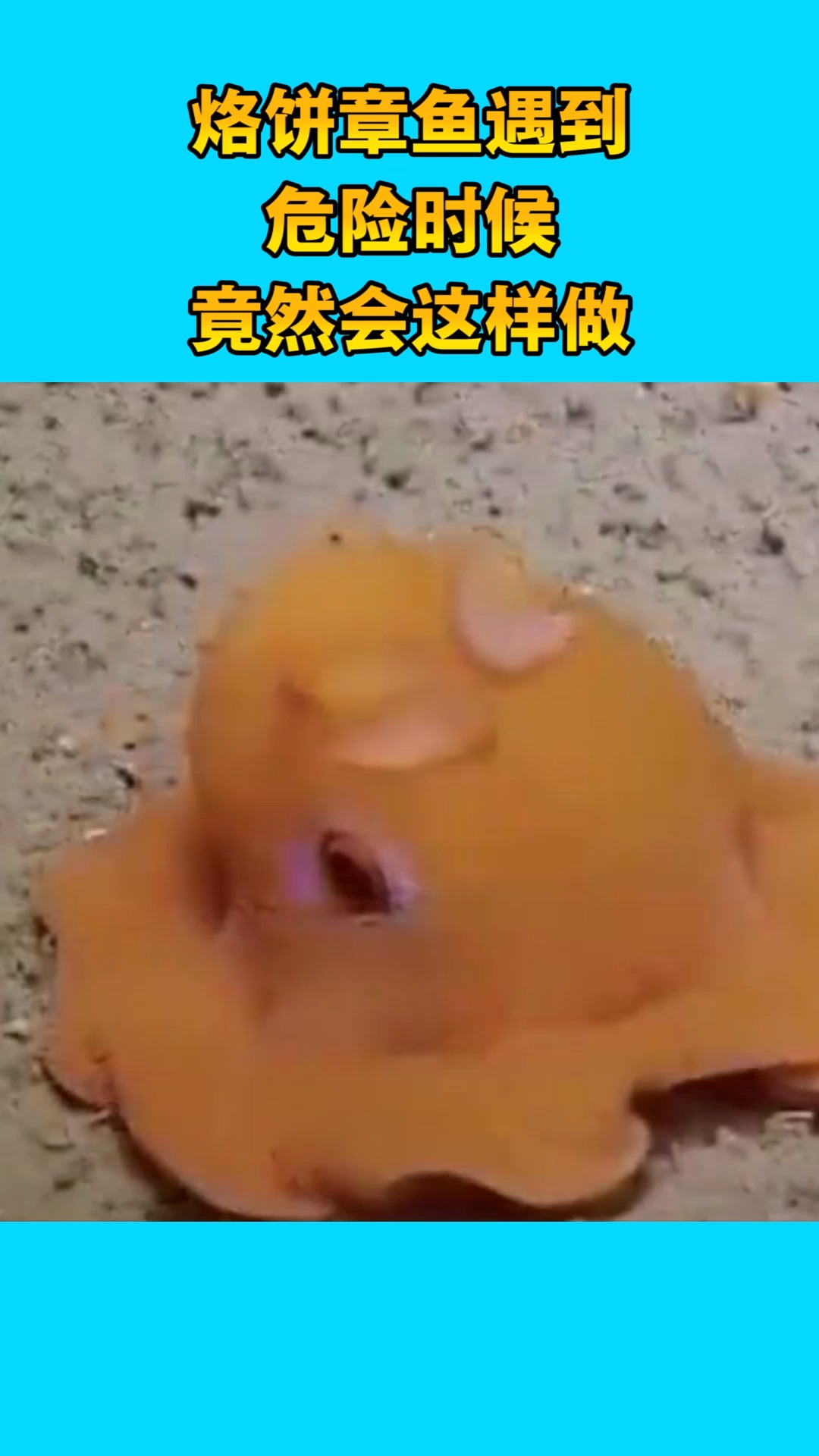 我要上热门烙饼章鱼遇到敌人时准备萌化敌人