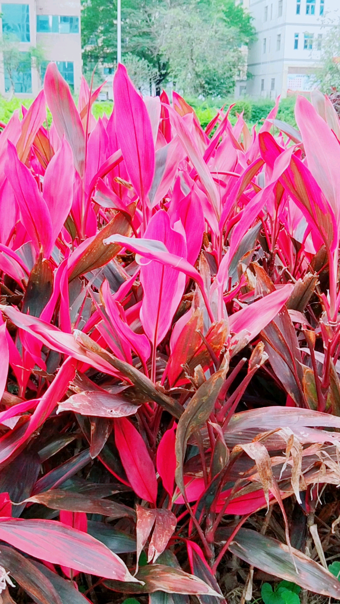 带上全民去旅行#漂亮的红叶铁树