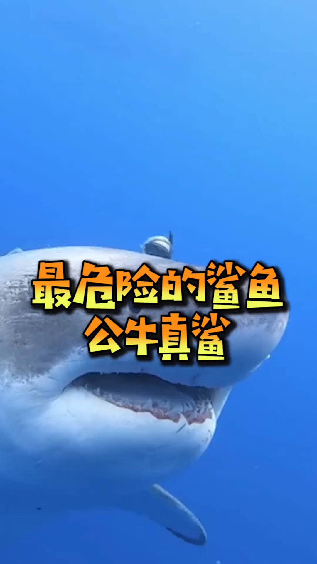 奇趣世界上最危险的鲨鱼栖息于海洋深处的公牛真鲨