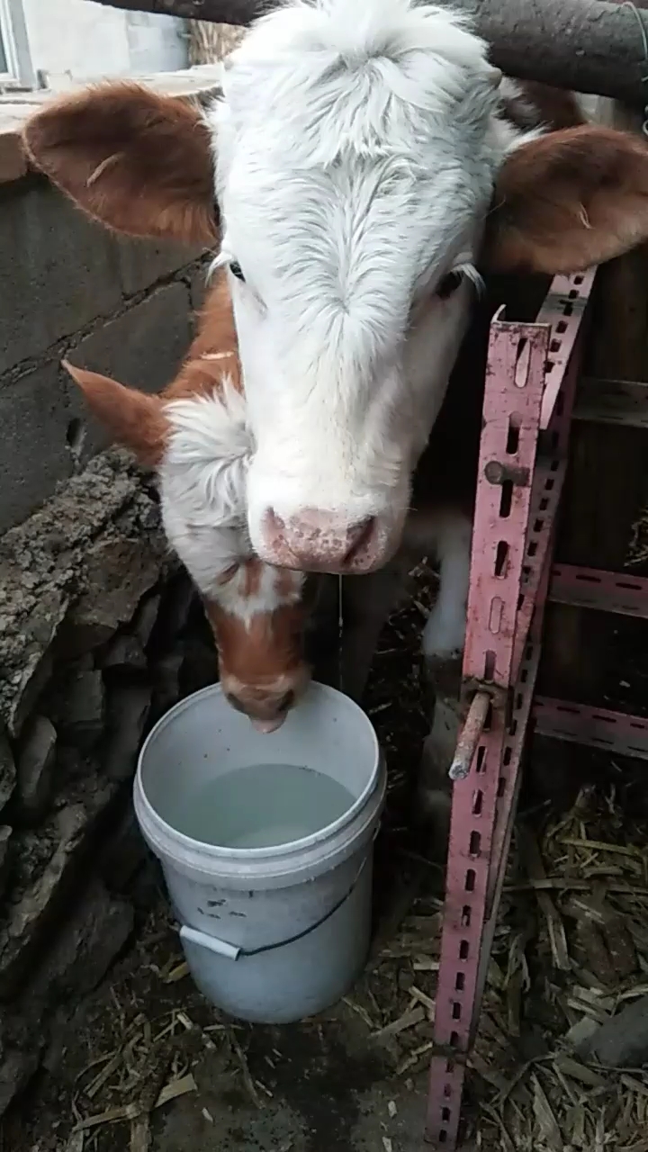 小牛抢着喝水