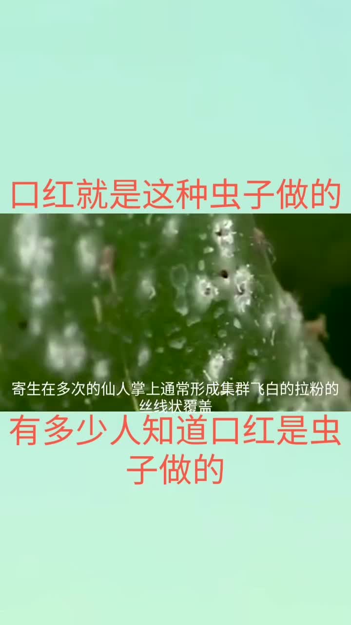 有多少人知道口红是虫做的这种胭脂虫生活在仙人掌上,只有品牌口红