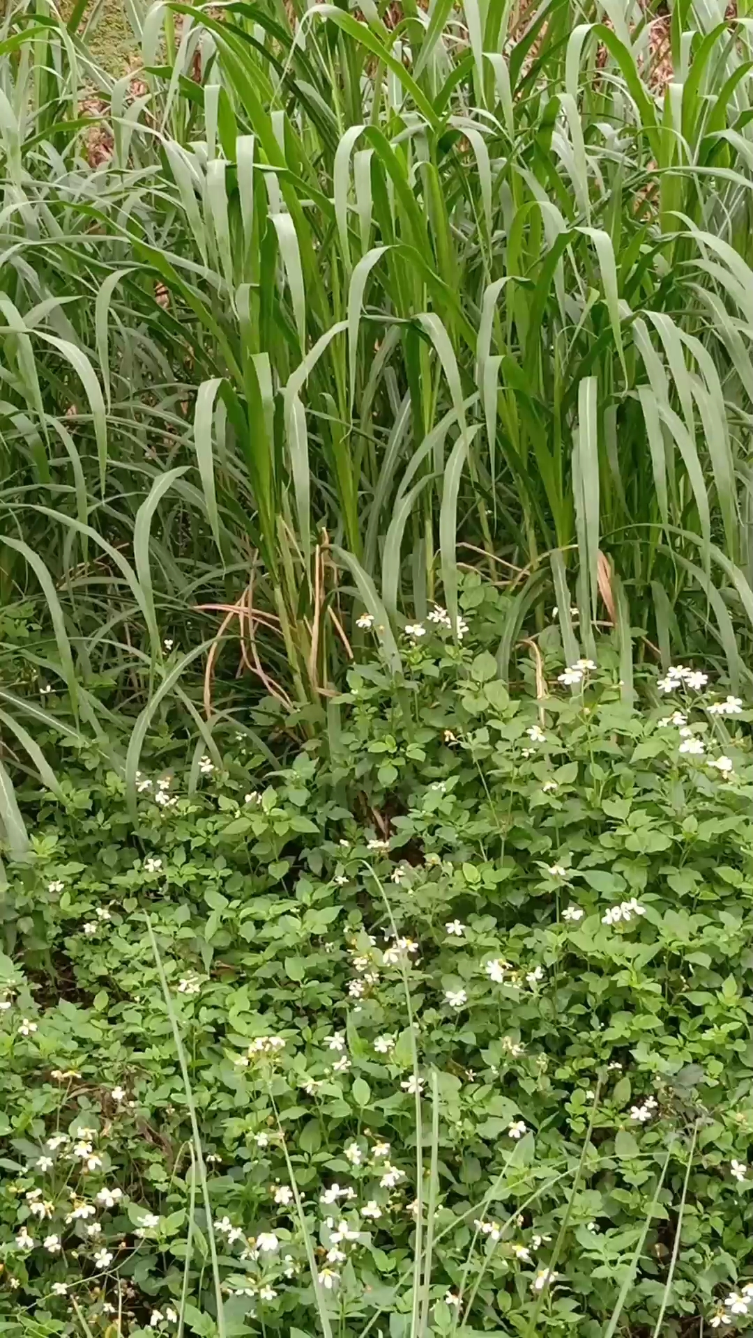 正宗野生毛竹草
