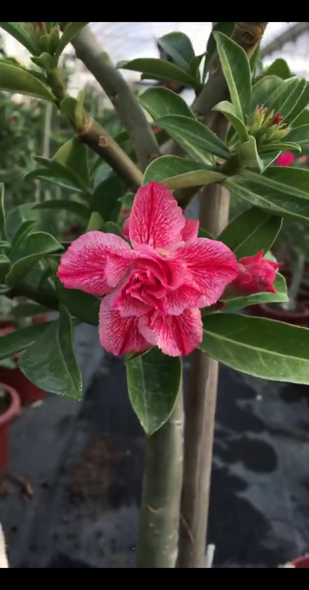 筑梦92沙玫高杆棒棒糖,欢喜#沙漠玫瑰#绿植#花卉#养花#赏花-度小视