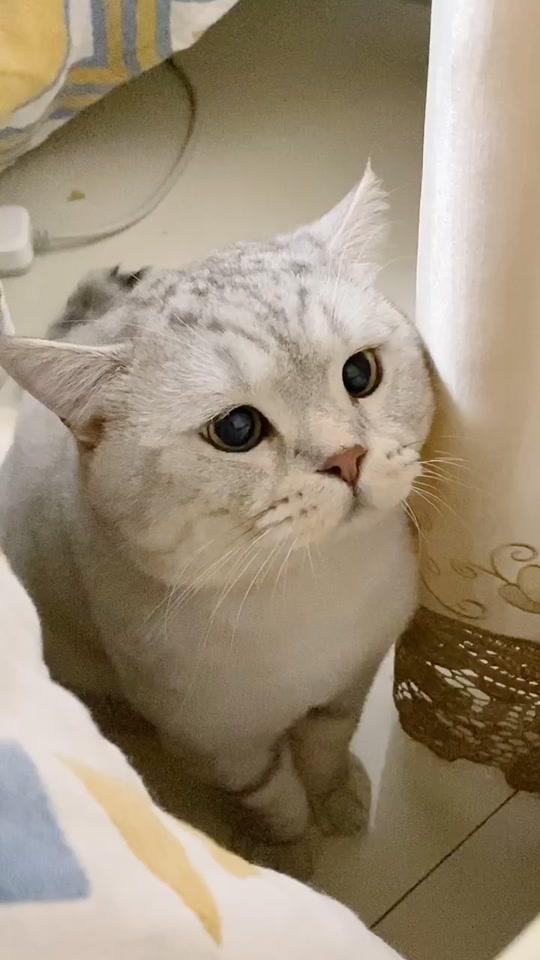 雪饼噘嘴的样子好好笑? #猫咪