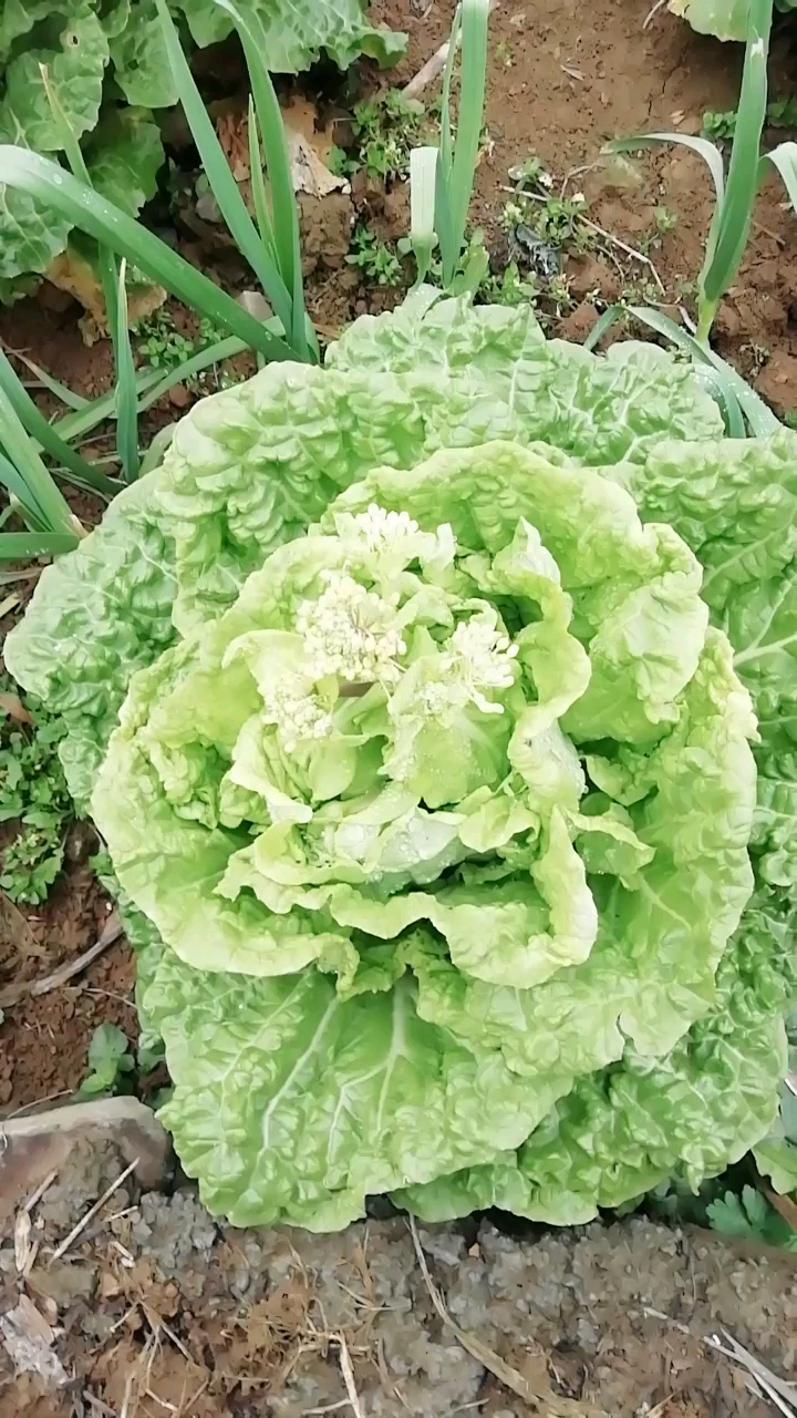 齐齐菜开花图片