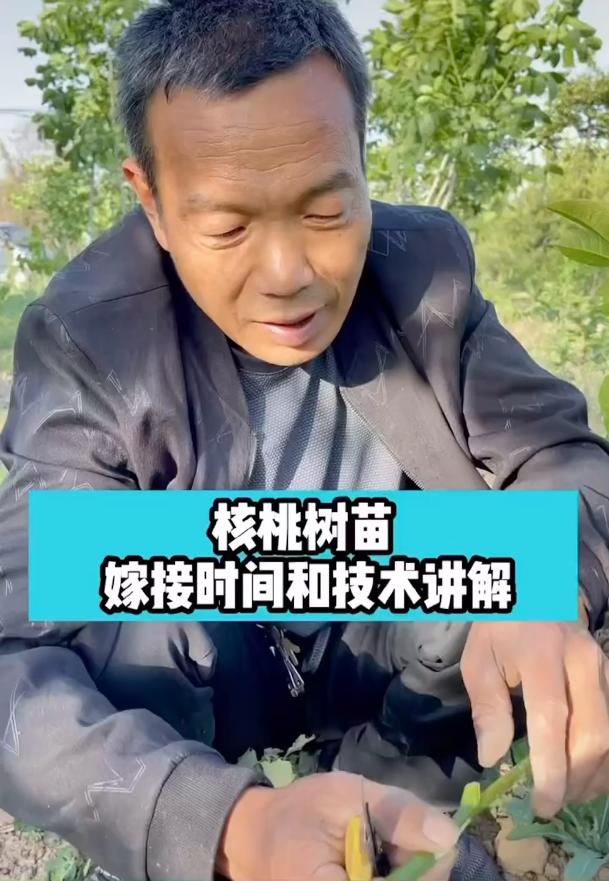 核桃树嫁接的最佳时间和方法视频