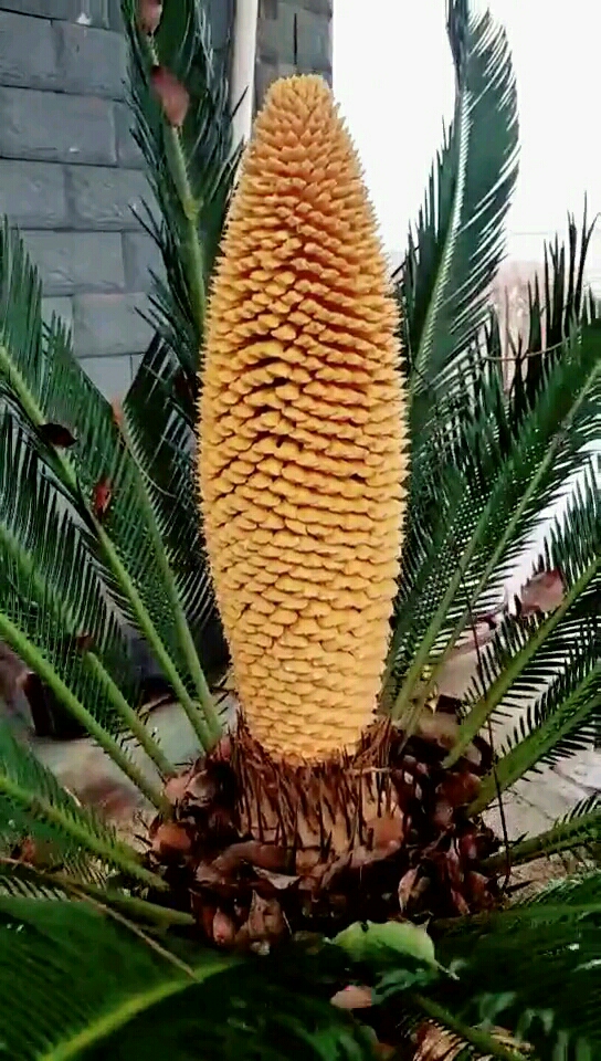 60年才开一次花.让你们看看铁树开花的样子.