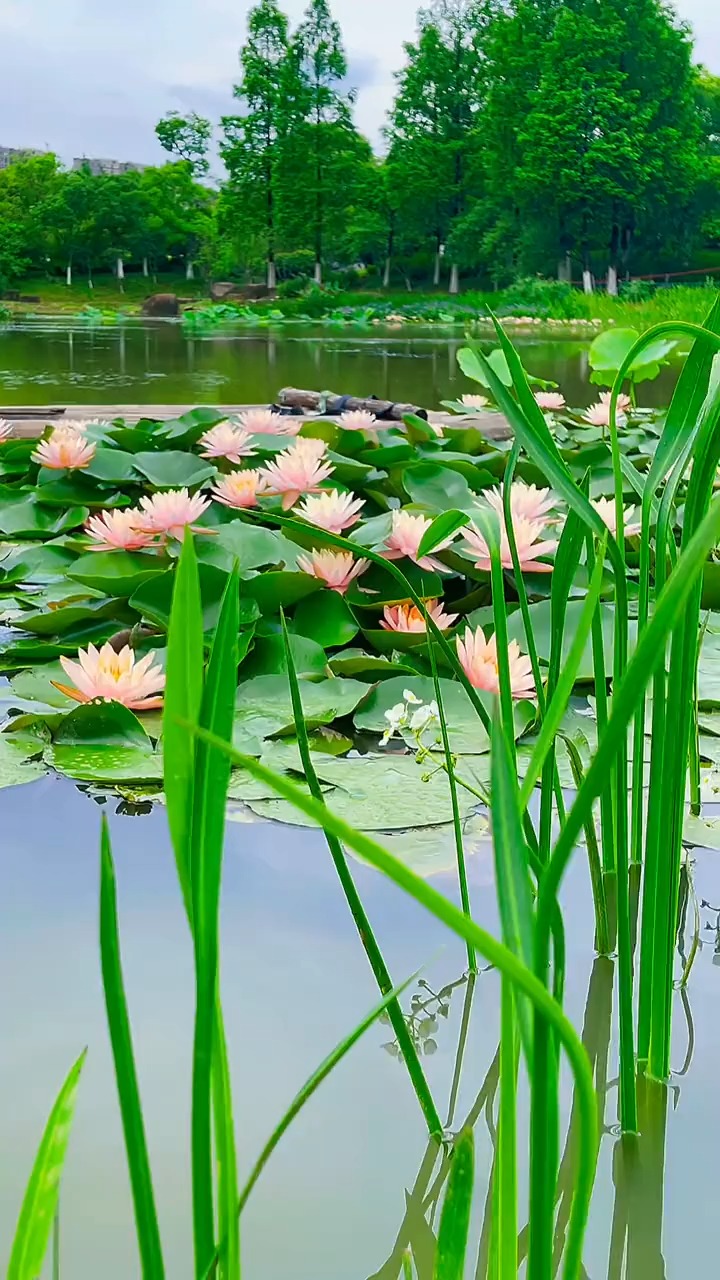 "生活需要一点热爱和心动,花草树木,青山绿水,蓝天白云……世间万物都