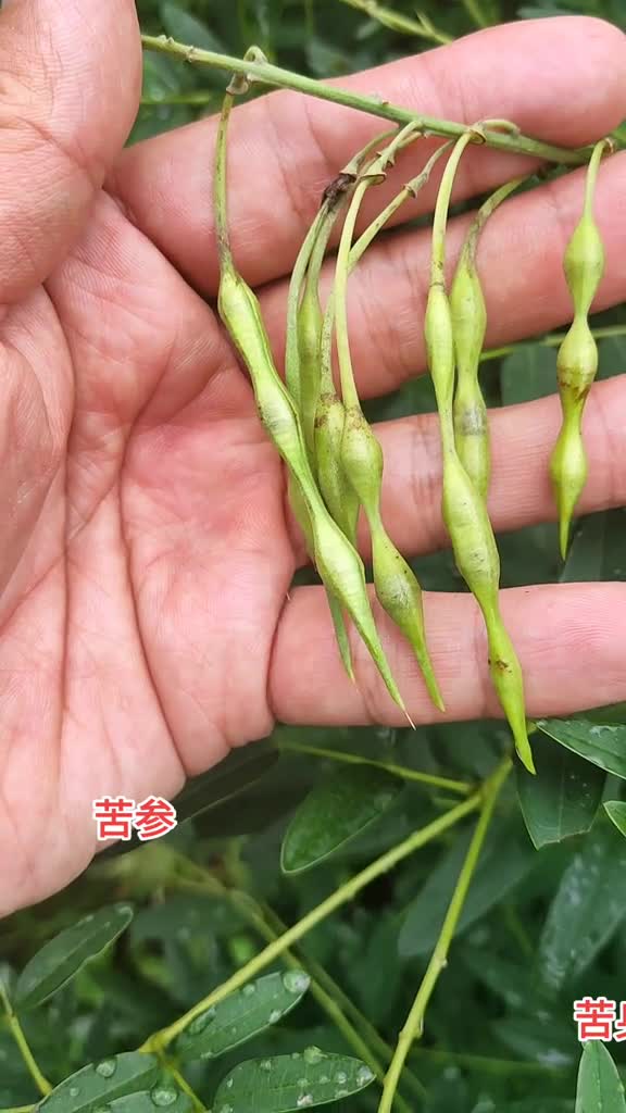 苦参:豆科苦参属多年生草本植物.