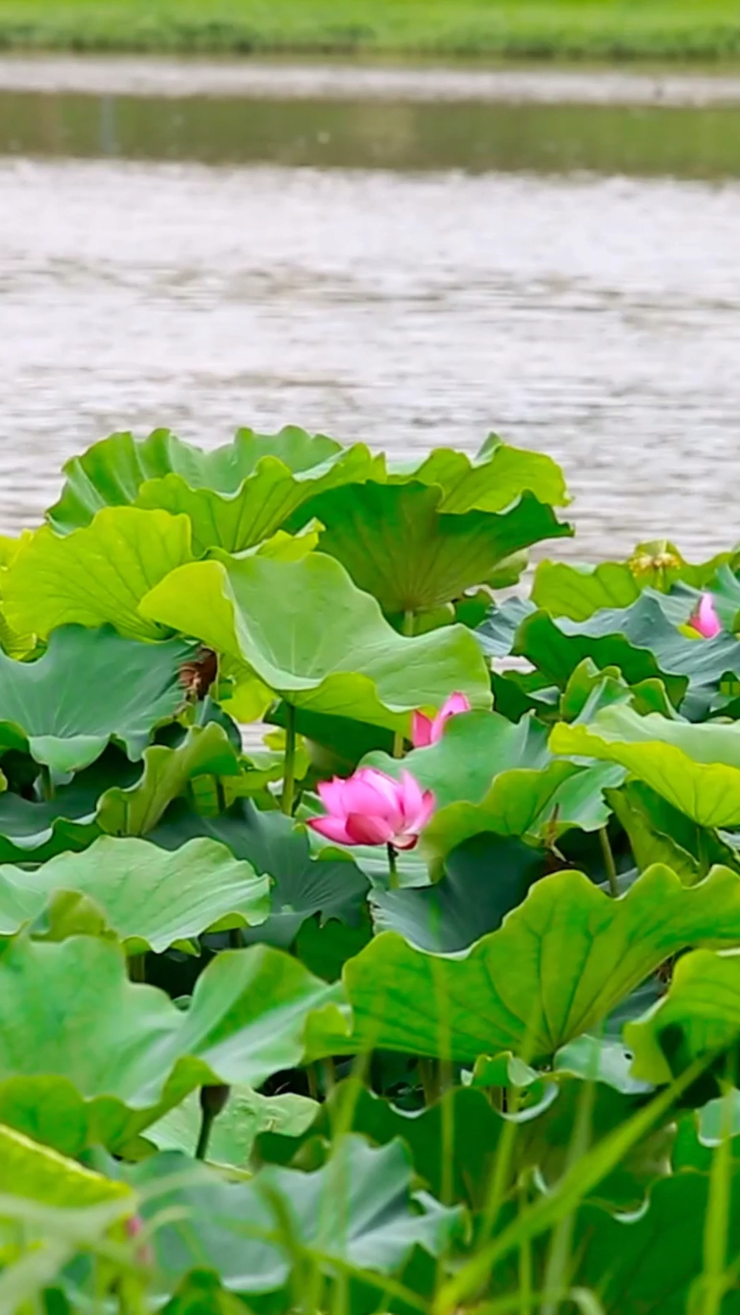 实拍最美荷花池
