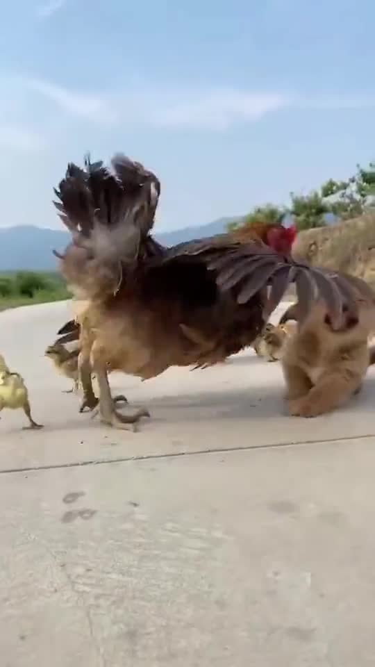 搞笑视频#鸡:我看看你吃啥呢?我尼玛,居然吃的是我儿子