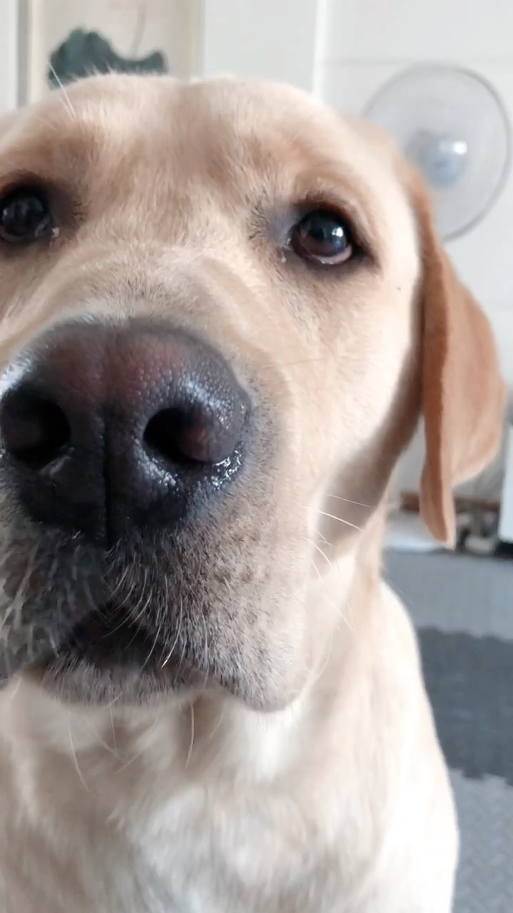 你见过会说话的狗狗吗?#狗狗说话