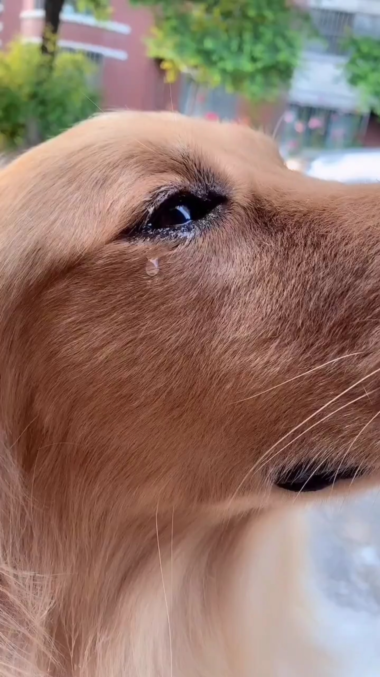 我家狗狗受委屈了