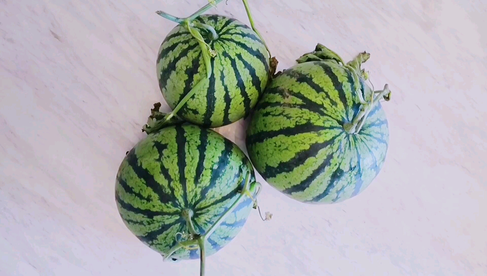 家里的西瓜熟了