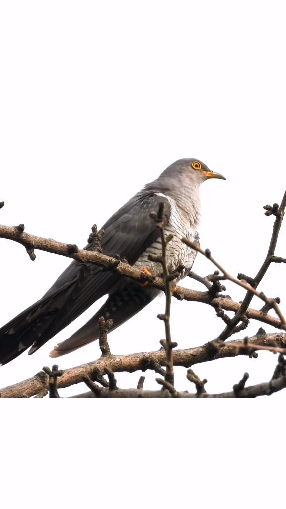 这是大杜鹃鸟,叫声布谷,这种声音你们在城市也听的到吗?