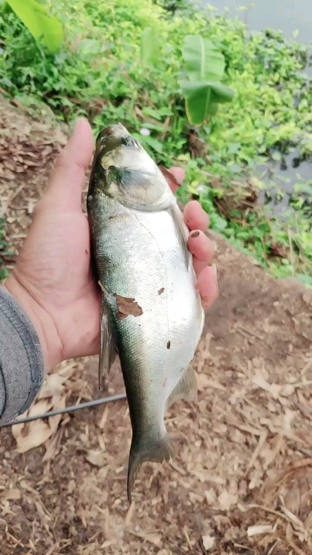放生了,小白鲢一尾