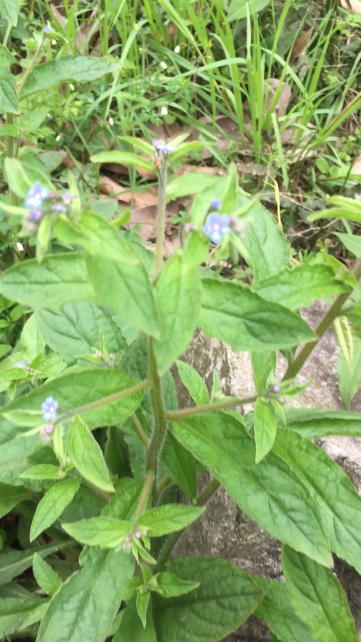 牛舌草,蓝色小花开在枝端