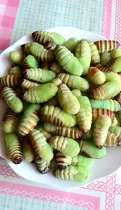 蚕蛹的幼体名字(活神仙)吃了赛过做神仙.