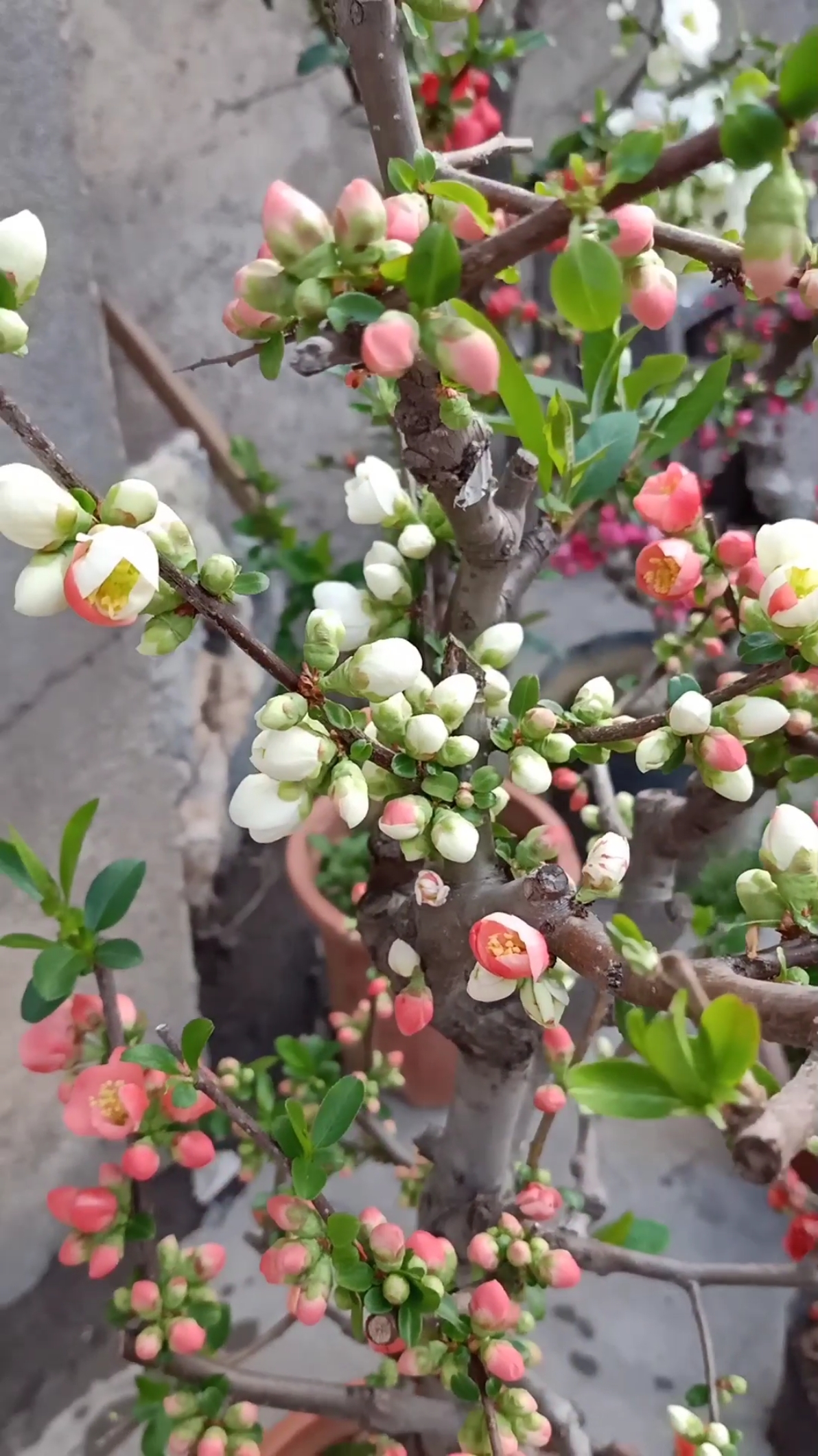 嫁接高手#演示直接接复色东阳锦海棠技术,成活率百分之百