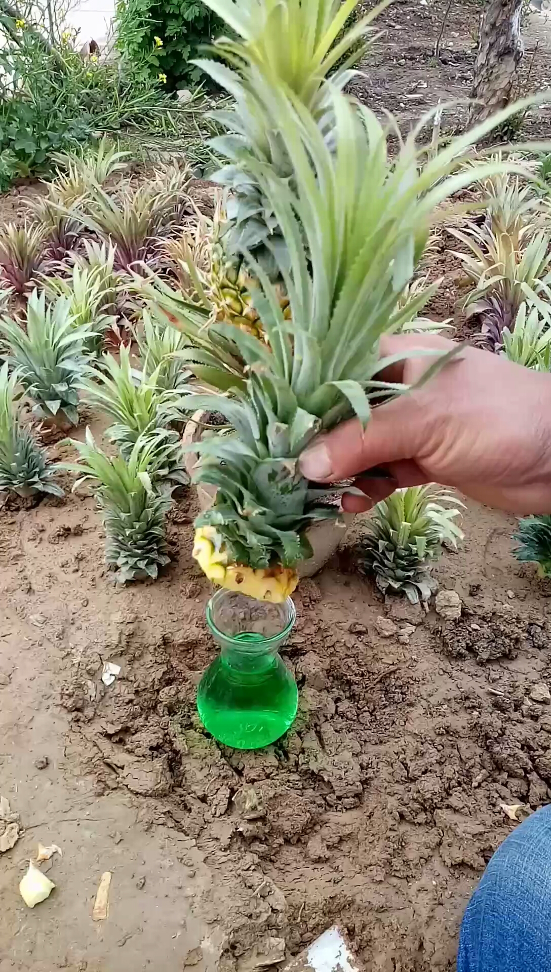 菠萝繁殖技巧