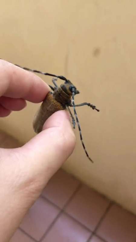 发个视频 让别人知道 6条评论 0/100 回复 关初t42天前 天牛,专吃昆虫