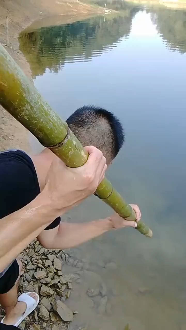 明星娱乐#户外叉鱼别眨眼,叉到大货了,估计有8斤左右!